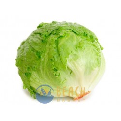 Iceberg Lettuce